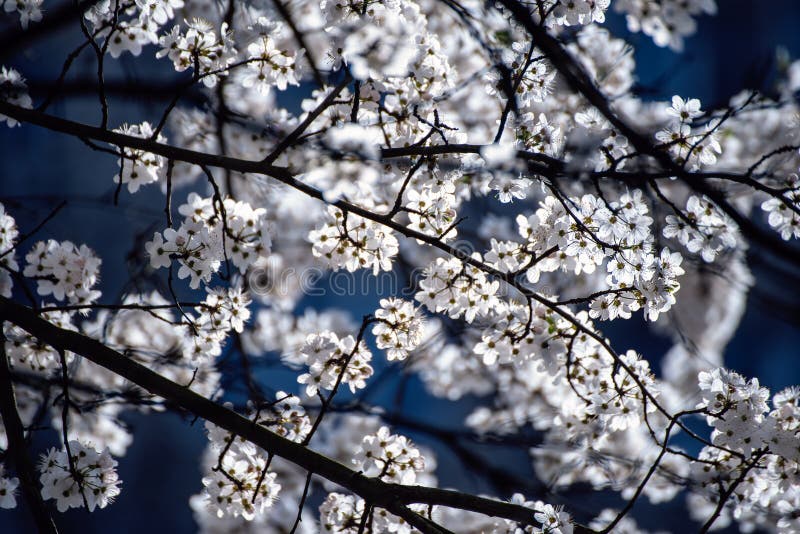 Flor de árbol de albaricoque. Florecimiento del árbol de albaricoque en primavera con hermosas flores blancas. imagen de macro con espacio de copia. fondo natural de temporada.