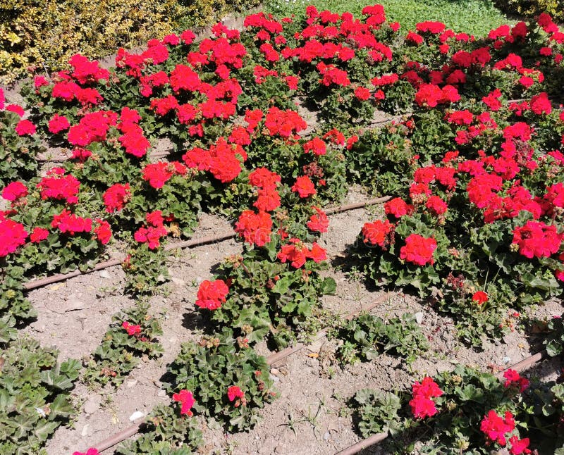 Flor Decorativa De Geranio Rojo En Un Lecho De Flores Al Aire Libre En Un Día Soleado Foto de archivo - Imagen de verde, planta: 215230084 Flor Decorativa De Geranio Rojo En Un Lecho De Flores Al Aire Libre En Un Día Soleado Foto de archivo - Imagen de verde, planta: 215230084
