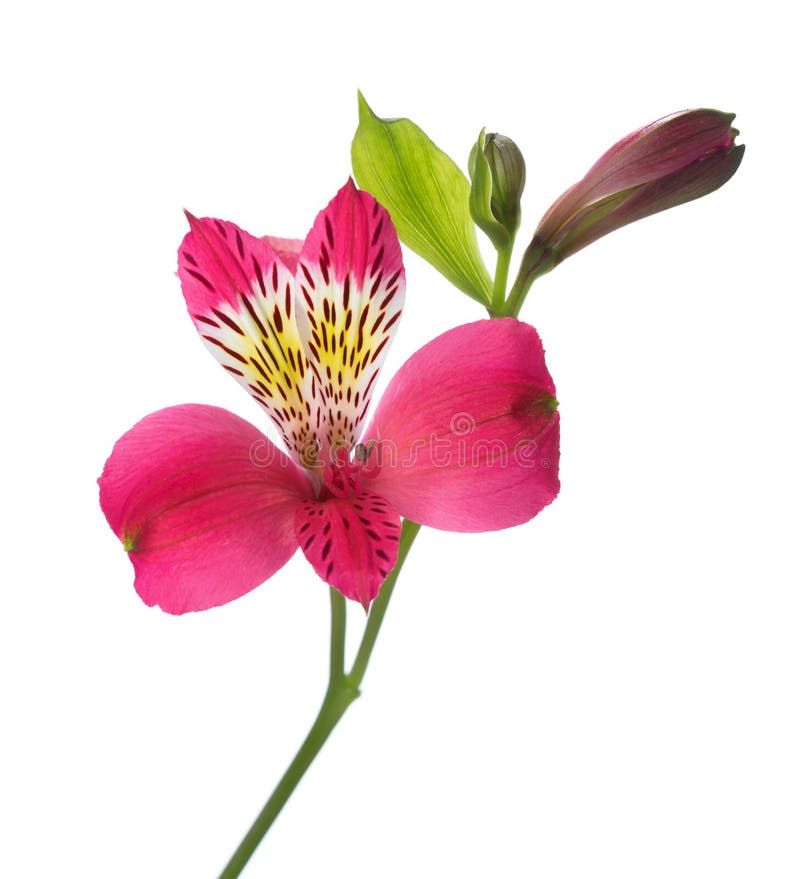 Flor del Alstroemeria foto de archivo. Imagen de estudio - 60047972