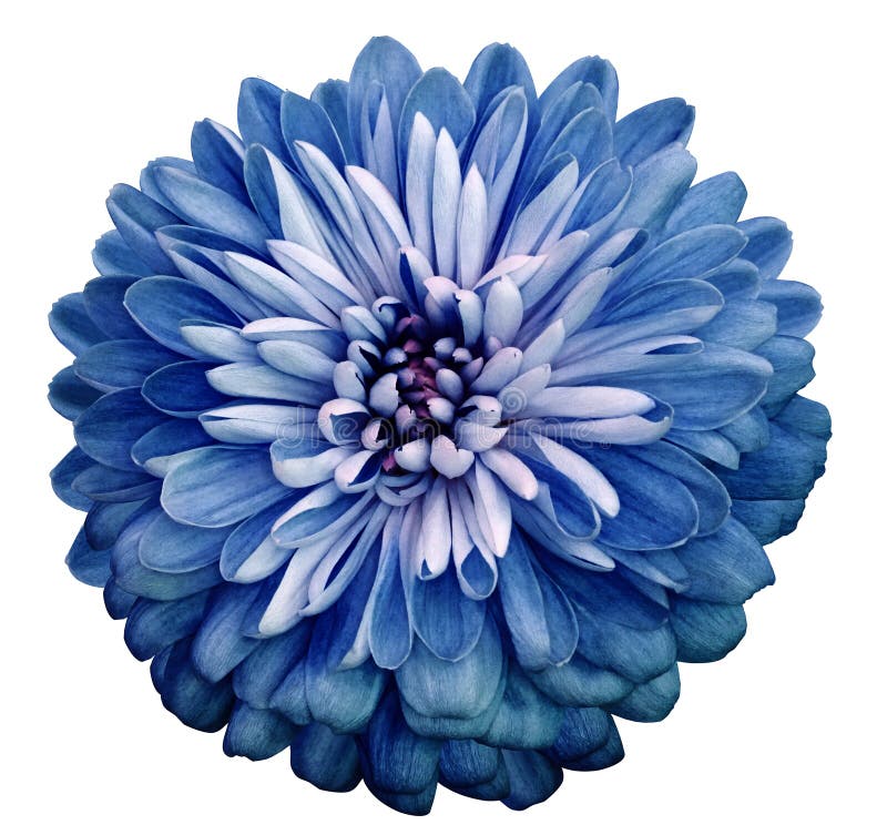 Flor del azul del crisantemo En blanco fondo aislado con la trayectoria de recortes Primer ningunas sombras Flor del jardín foto de archivo