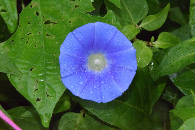 Flor del azul real