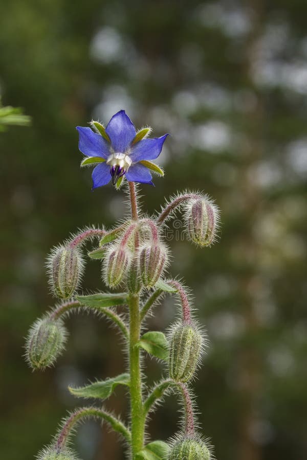 Flor del Borago fotografía de archivo Flor del Borago fotografía de archivo
