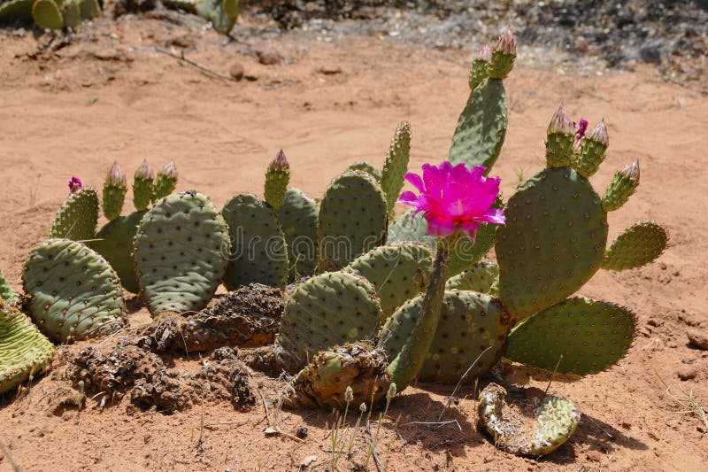 Flor Del Cacto Del Desierto Imagen de archivo - Imagen de parque, escénico:  13576723