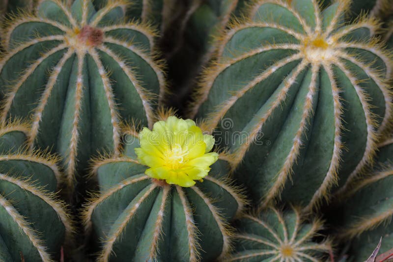 Flor del cactus de la bola foto de archivo. Imagen de cactos - 89020754