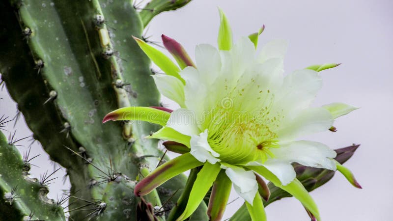 Flor Del Cactus De Mandacaru Imagen de archivo - Imagen de cacto, noche:  109258563