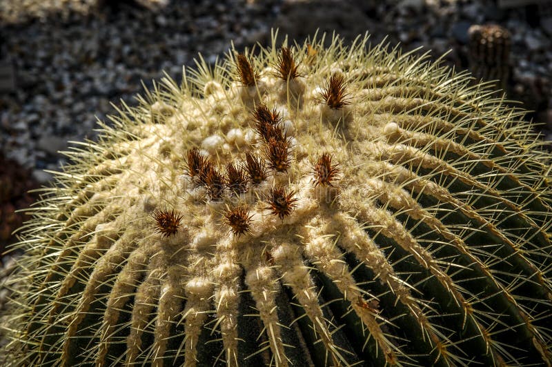 Flor del cactus del desierto o floración salvaje de los cactus fotos de archivo Flor del cactus del desierto o floración salvaje de los cactus fotos de archivo