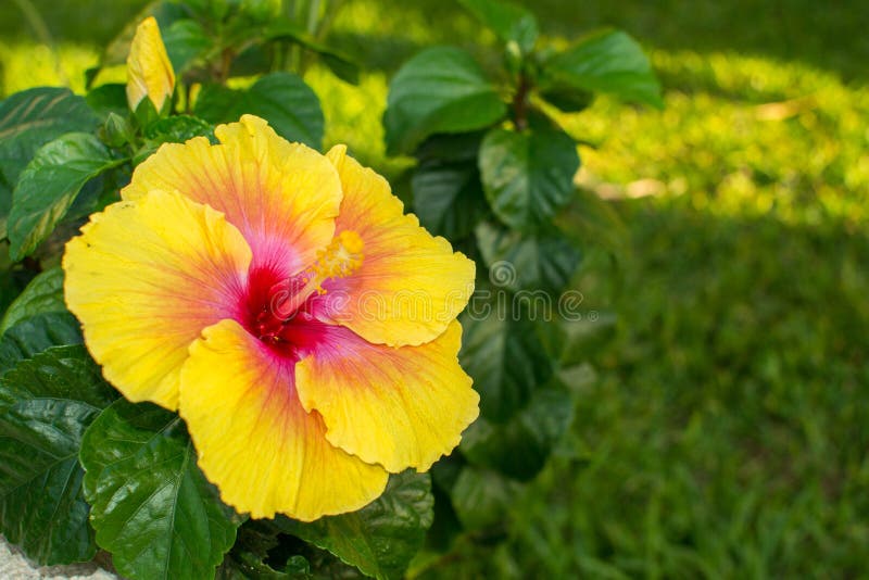 5,917 Flor Del Caribe Fotos de stock - Fotos libres de regalías de  Dreamstime