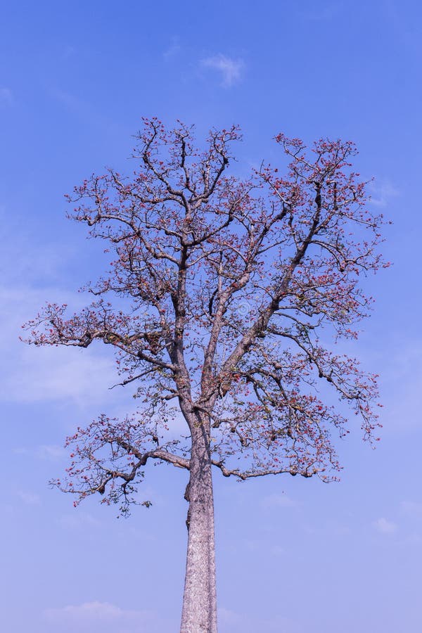 Flor del Ceiba del Bombax con el cielo de la belleza fotografía de archivo Flor del Ceiba del Bombax con el cielo de la belleza fotografía de archivo