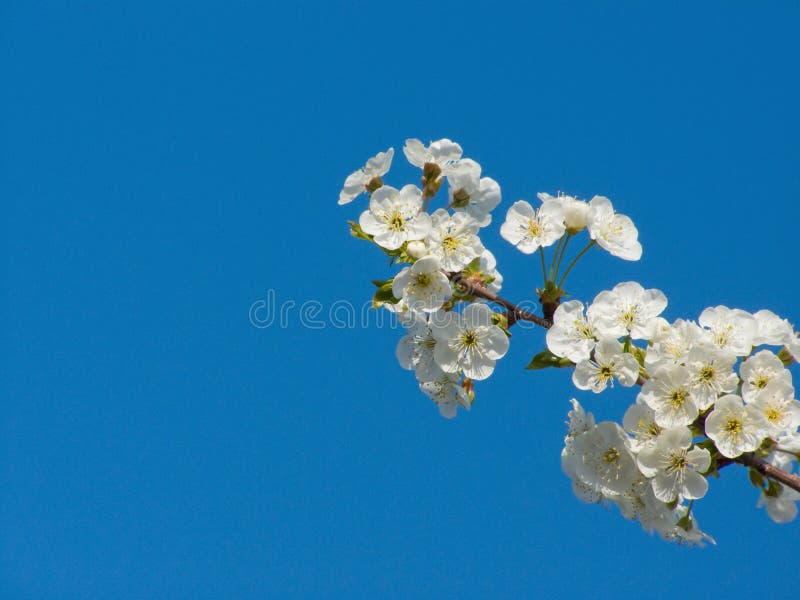 Sour cherry tree blossom, branch detail against bright and clear blue sky *with space for text (copyspace) **RAW format available at request. Sour cherry tree blossom, branch detail against bright and clear blue sky *with space for text (copyspace) **RAW format available at request