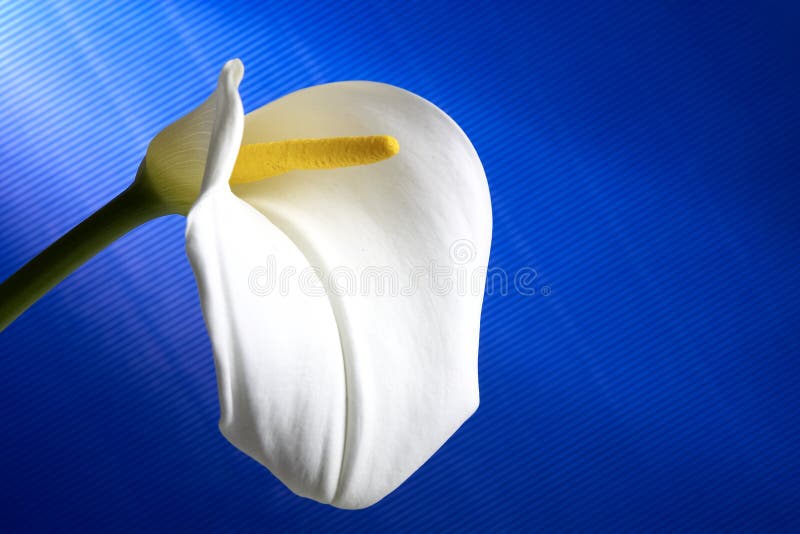 Flor del diafragma foto de archivo libre de regalías