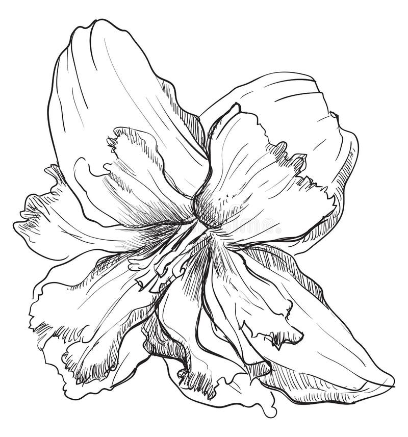 Dibujo a mano vectorial flor 8 ilustración del vector