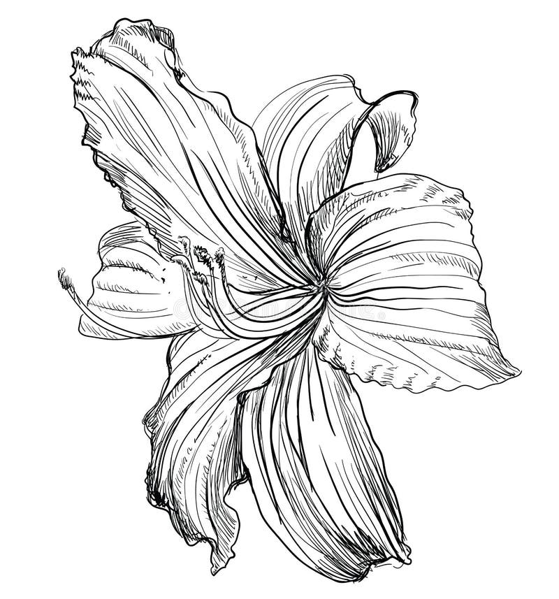 Dibujo a mano vectorial flor 1 libre illustration
