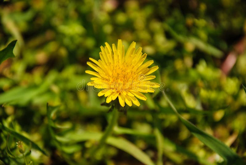 Flor del diente de león imagen de archivo libre de regalías Flor del diente de león imagen de archivo libre de regalías