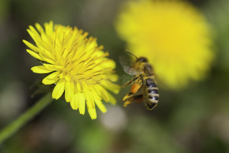 Flor del diente de león y una abeja imagenes de archivo Flor del diente de león y una abeja imagenes de archivo