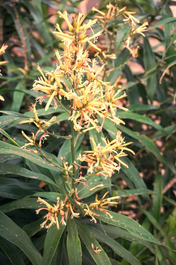 Flor del dracaena de la cinta fotografía de archivo libre de regalías