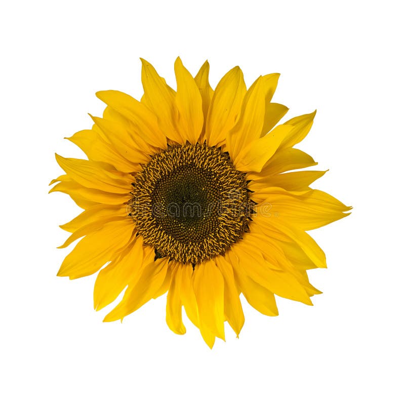 Flor del girasol aislado en blanco imagen de archivo Flor del girasol aislado en blanco imagen de archivo