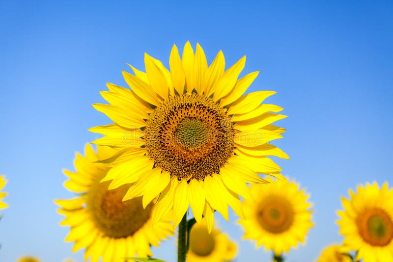 Flor del girasol en un día soleado caliente foto de archivo libre de regalías Flor del girasol en un día soleado caliente foto de archivo libre de regalías