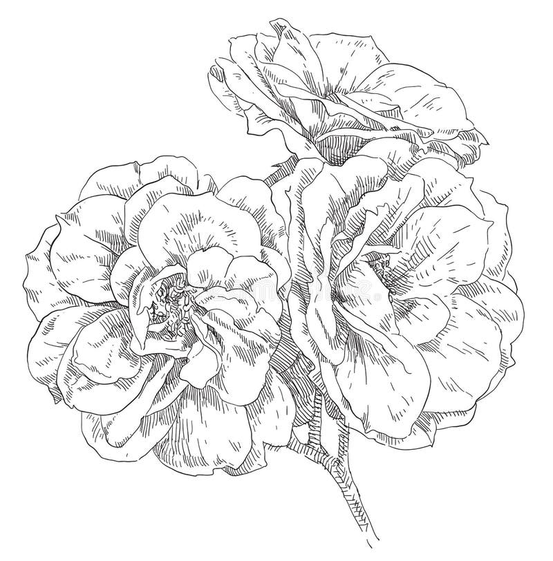 Dibujo a mano de una flor ilustración del vector