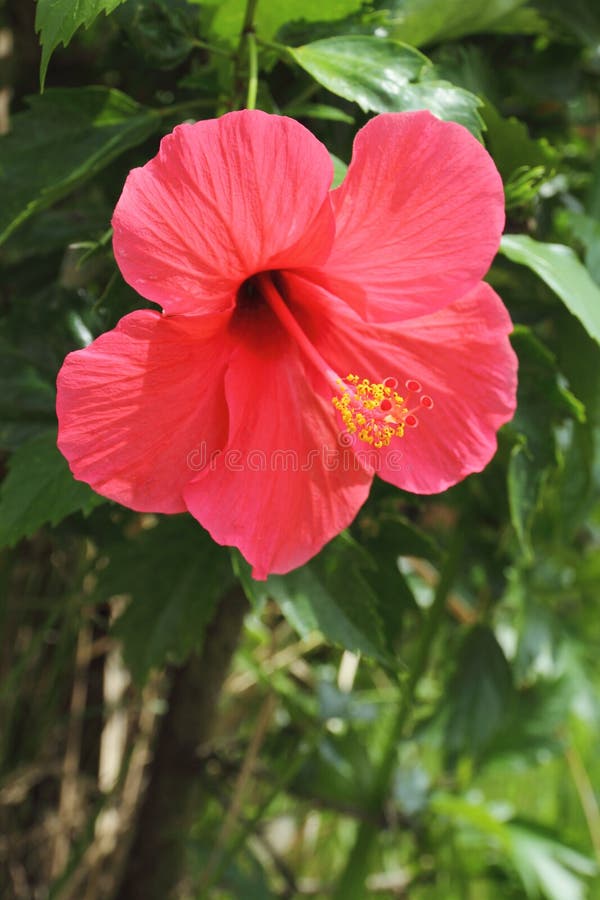 Flor del hibisco fotos de archivo Flor del hibisco fotos de archivo