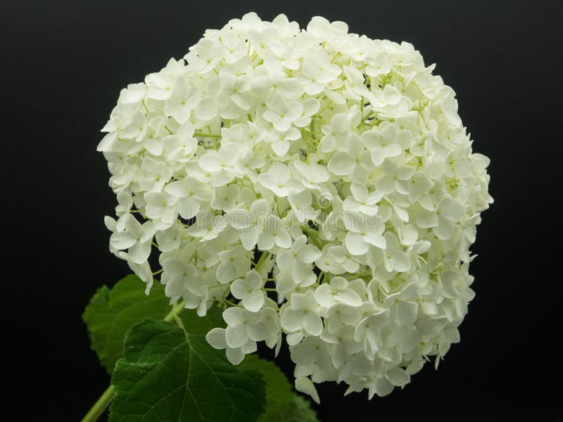 Details 300 imagen hortensia blanco