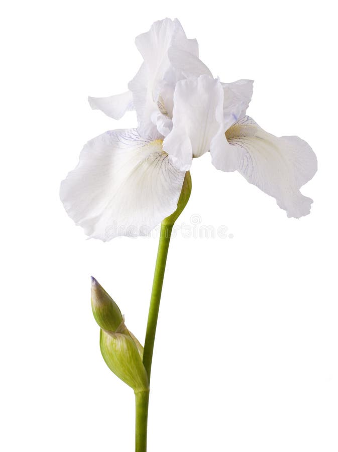 Flor del iris blanco imagen de archivo. Imagen de lirio - 70983185
