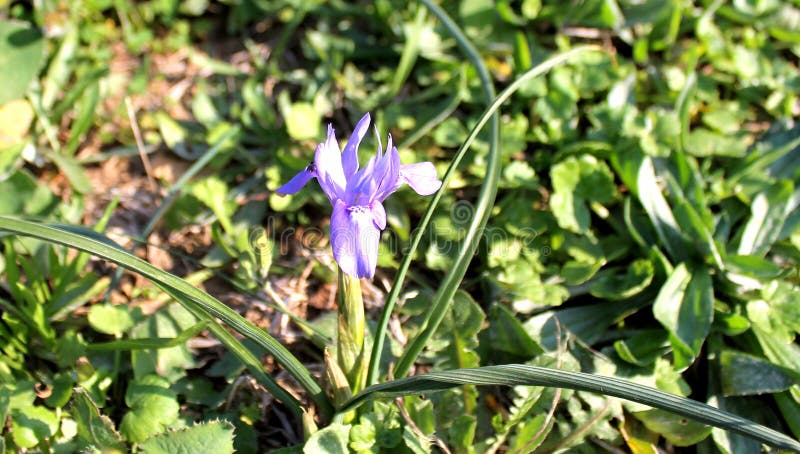 Flor Del Iris Salvaje En Primavera Foto de archivo - Imagen de crezca, diafragma: 91044282 Flor Del Iris Salvaje En Primavera Foto de archivo - Imagen de crezca, diafragma: 91044282
