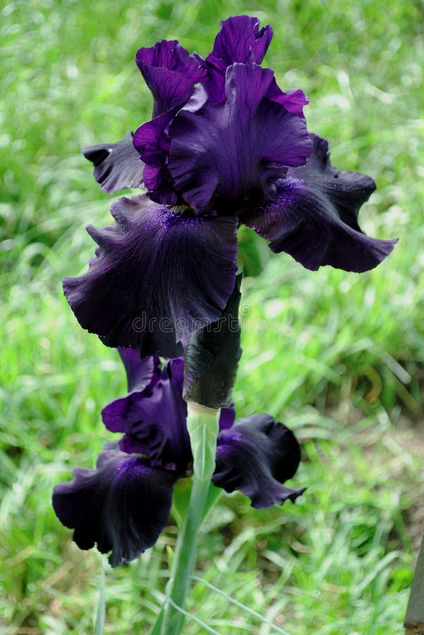 Flor del iris “negro adecuado” en el jardín fotografía de archivo Flor del iris “negro adecuado” en el jardín fotografía de archivo
