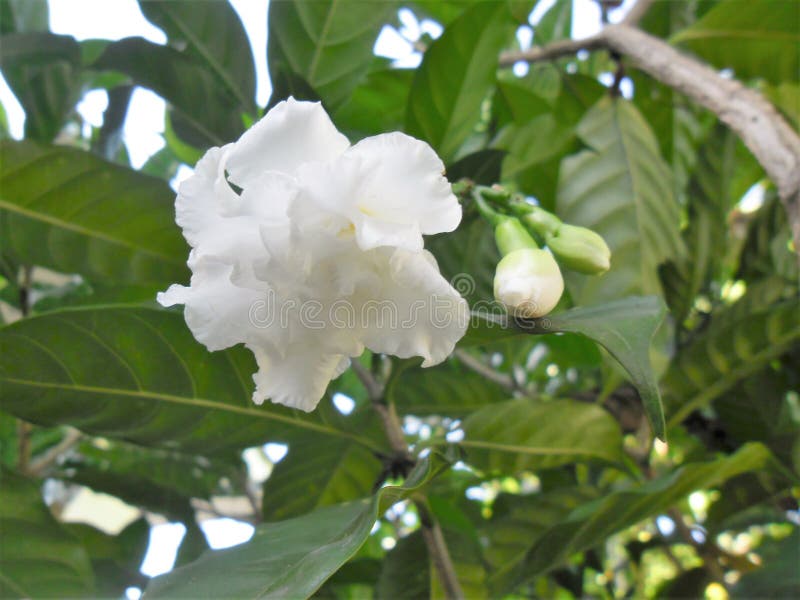 Flor Del Jazmín De Malabar En Un Jardín Venezolano Imagen de archivo -  Imagen de usted, casero: 123341515