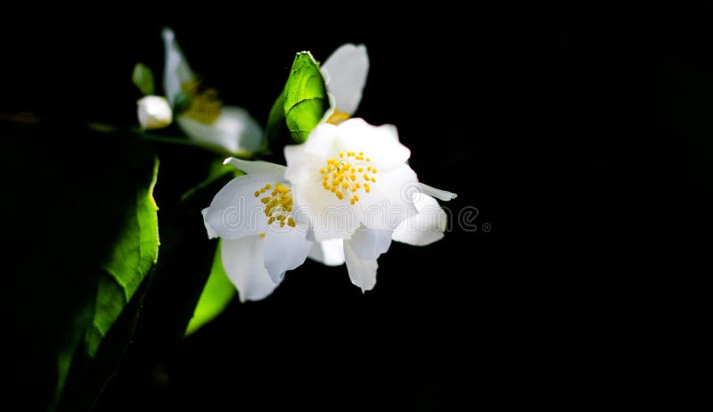 Flor del jazmín detrás encendida, negro imágenes de archivo libres de regalías Flor del jazmín detrás encendida, negro imágenes de archivo libres de regalías
