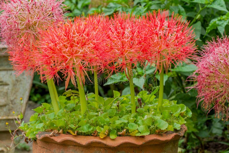 Flor Del Lirio De La Bola De Fuego Foto de archivo - Imagen de hermoso, primer: 59629510 Flor Del Lirio De La Bola De Fuego Foto de archivo - Imagen de hermoso, primer: 59629510