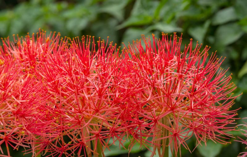 Flor Del Lirio De La Bola De Fuego Imagen de archivo - Imagen de resorte, lirio: 59629419 Flor Del Lirio De La Bola De Fuego Imagen de archivo - Imagen de resorte, lirio: 59629419