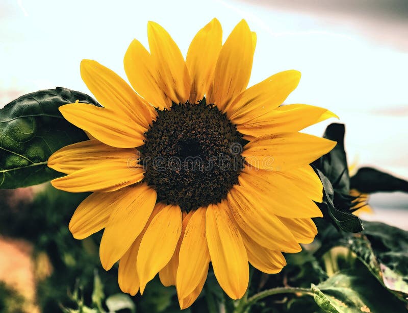 Flor Del Mes De Agosto : El Girasol Foto de archivo - Imagen de ciudades,  situado: 195739236