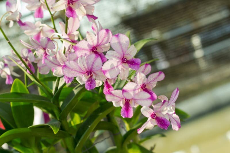 Flor Del Orchidaceae, De La Orquídea En El Jardín, Fondo De La Naturaleza O  Papel Pintado Foto de archivo - Imagen de rosa, foco: 96594222