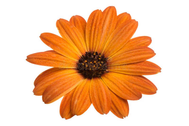 flor del osteospermum anaranjado hermoso o de la margarita africana aislada imagen de archivo flor del osteospermum anaranjado hermoso o de la margarita africana aislada imagen de archivo