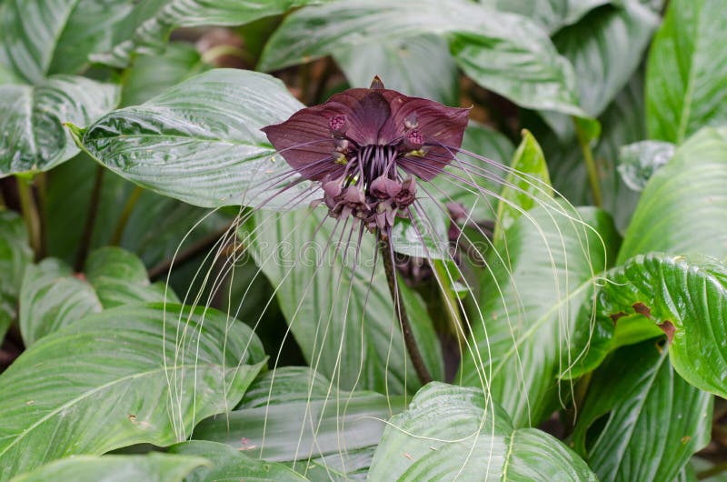 Flor Del Palo O Chantrieri Negra Del Tacca Foto de archivo - Imagen de  barbas, color: 39755790