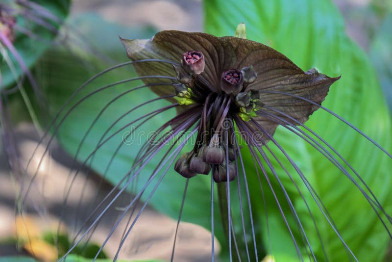 Flor Del Palo O Chantrieri Negra Del Tacca Foto de archivo - Imagen de  inusual, hierba: 95371560