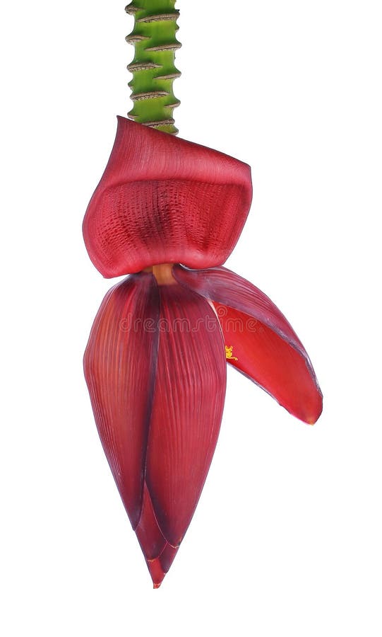 Flor del plátano aislado en un fondo blanco foto de archivo Flor del plátano aislado en un fondo blanco foto de archivo
