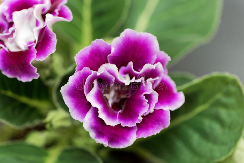 Flor Del Rosa Y Blanca De Un Gloxinia Imagen de archivo - Imagen de floral,  resorte: 150347093