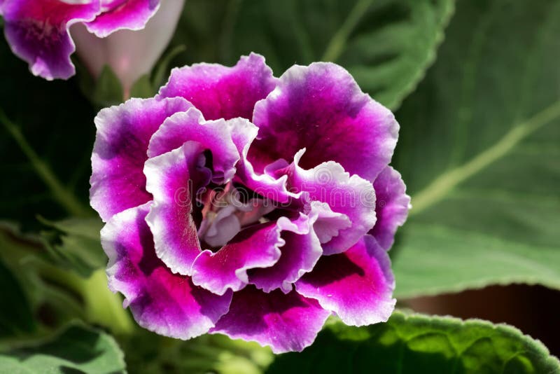 Flor Del Rosa Y Blanca De Un Gloxinia Imagen de archivo - Imagen de  travieso, tropical: 150348895