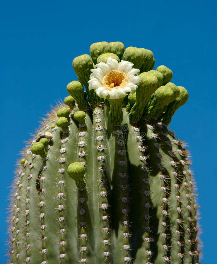Flor Del Saguaro