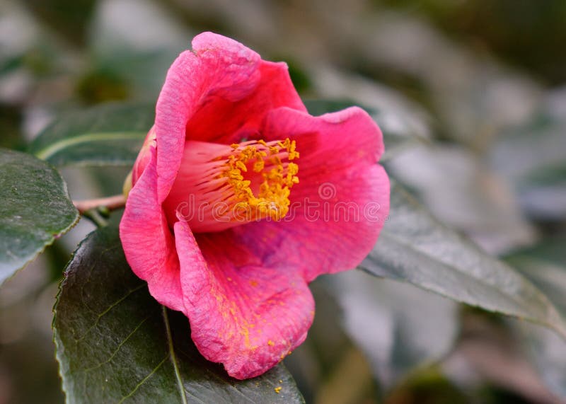 Flor del sasanqua de la camelia en un jardín foto de archivo libre de regalías Flor del sasanqua de la camelia en un jardín foto de archivo libre de regalías