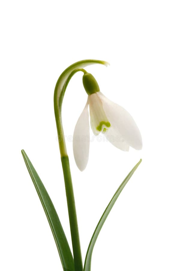 Flor del snowdrop del resorte fotografía de archivo libre de regalías Flor del snowdrop del resorte fotografía de archivo libre de regalías