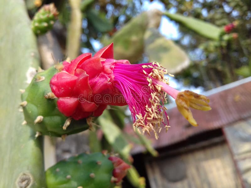 Flor Del Stricta De La Opuntia Imagen de archivo - Imagen de foto,  clasificado: 139182099