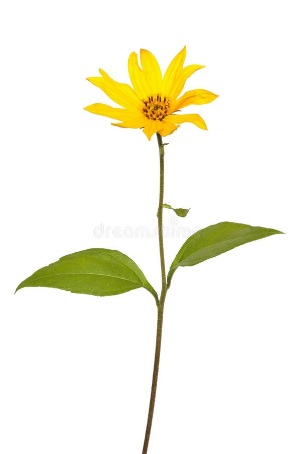 Flor del tuberosus del Helianthus de la alcachofa de Jerusalén fotos de archivo libres de regalías Flor del tuberosus del Helianthus de la alcachofa de Jerusalén fotos de archivo libres de regalías
