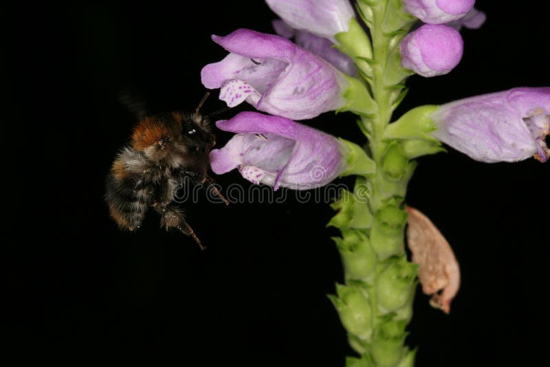 Flor del virginiana del Physostegia de Jumpseed con el abejorro imagen de archivo libre de regalías Flor del virginiana del Physostegia de Jumpseed con el abejorro imagen de archivo libre de regalías