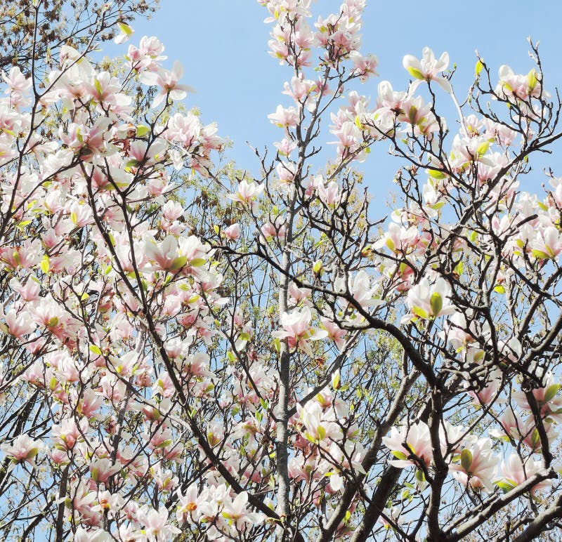 Flor del árbol de la magnolia