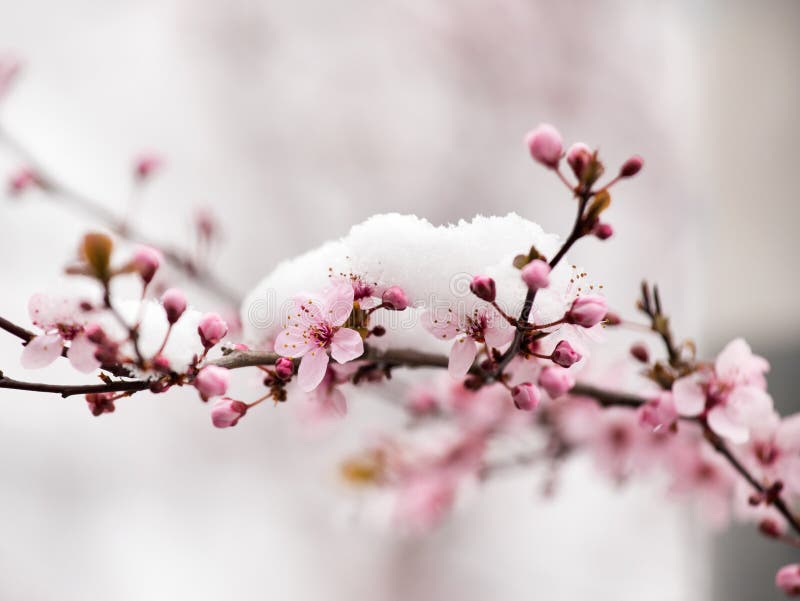 Flor del árbol frutal cubierto con nieve fotografía de archivo