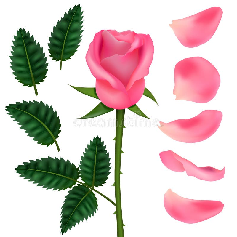 Flor detalhada realística Rose Set do rosa 3d Vetor ilustração royalty free Flor detalhada realística Rose Set do rosa 3d Vetor ilustração royalty free