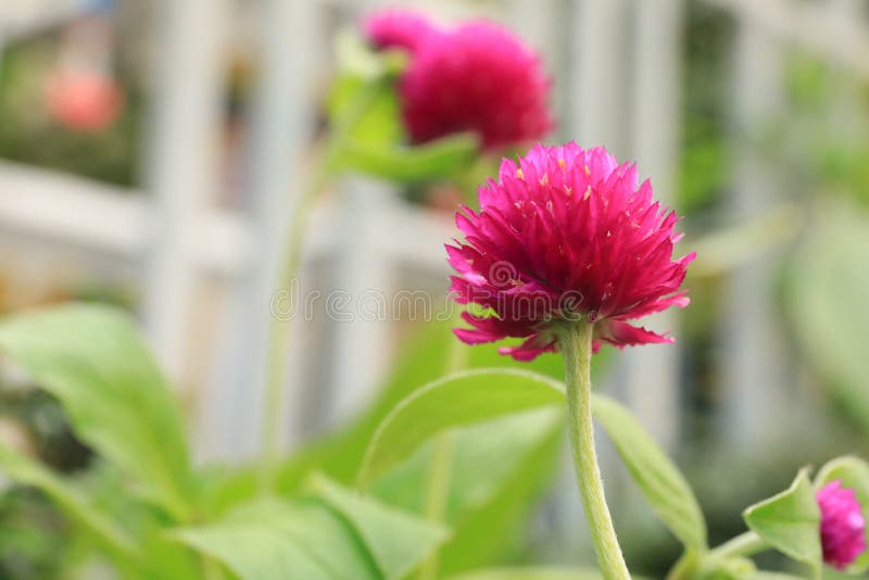 Flor do amaranto de globo ou botão roxo do licenciado, flor de globo imagens de stock Flor do amaranto de globo ou botão roxo do licenciado, flor de globo imagens de stock