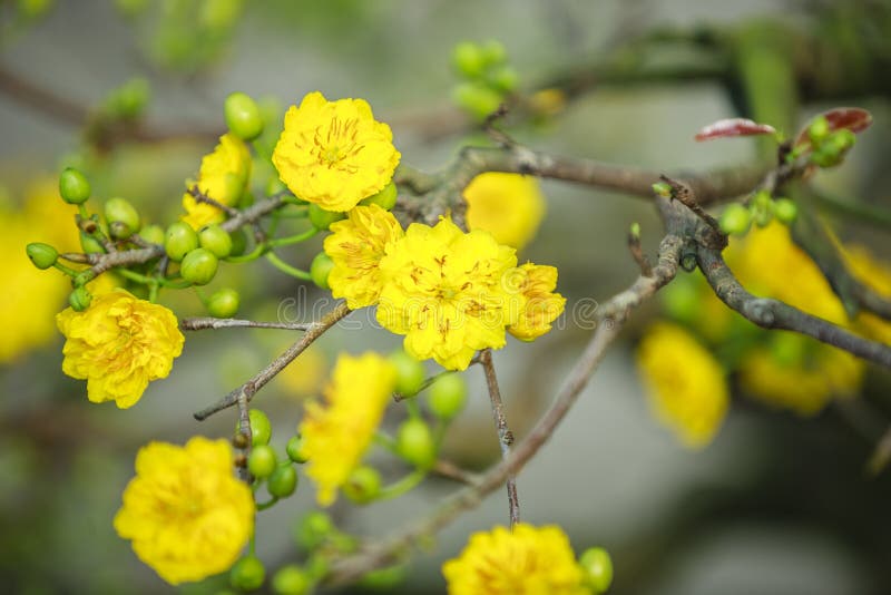 Flor do amarelo de Tet em Hanoi imagem de stock royalty free Flor do amarelo de Tet em Hanoi imagem de stock royalty free